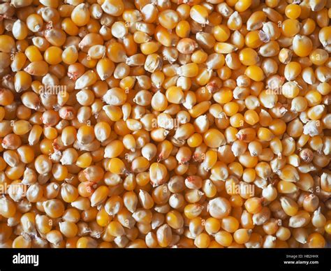 Pop maize - Fill up your container with water. Add baking soda and stir well. Add a handful of popping corn. Introduce the vinegar to the water, and your corn will start to hop up and down repeatedly. This …